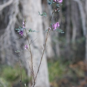 Indigofera australis subsp. australis at Mongarlowe, NSW - 19 Oct 2019