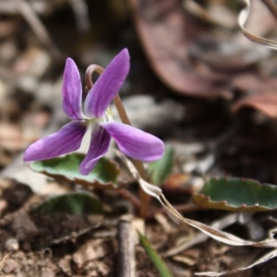 Viola betonicifolia (Mountain Violet) at Mongarlowe River - 19 Oct 2019 by LisaH