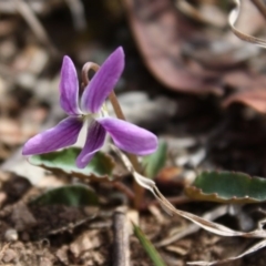 Viola betonicifolia (Mountain Violet) at Mongarlowe, NSW - 19 Oct 2019 by LisaH