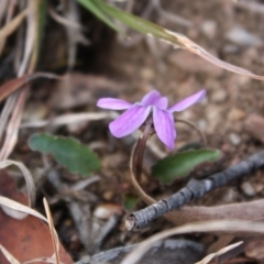 Viola betonicifolia at Mongarlowe, NSW - 19 Oct 2019