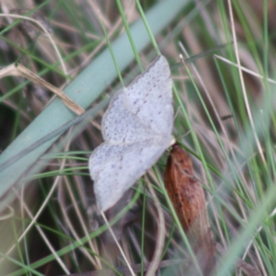 Taxeotis (genus) (Unidentified Taxeotis geometer moths) at QPRC LGA - 19 Oct 2019 by LisaH
