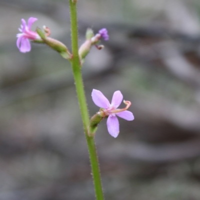 Stylidium graminifolium (grass triggerplant) at Mongarlowe, NSW - 19 Oct 2019 by LisaH
