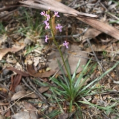 Stylidium graminifolium at Mongarlowe, NSW - 19 Oct 2019
