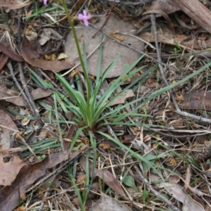 Stylidium graminifolium at Mongarlowe, NSW - 19 Oct 2019