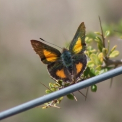 Paralucia aurifera (Bright Copper) at QPRC LGA - 19 Oct 2019 by LisaH