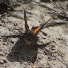 Paralucia aurifera at Mongarlowe, NSW - 19 Oct 2019 03:32 PM