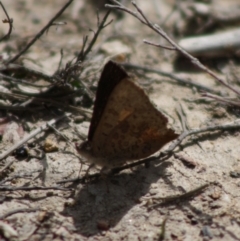 Paralucia aurifera at Mongarlowe, NSW - 19 Oct 2019 03:32 PM