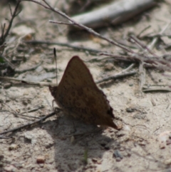 Paralucia aurifera at Mongarlowe, NSW - 19 Oct 2019 03:32 PM