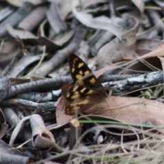 Argynnina cyrila (Forest Brown, Cyril's Brown) at Mongarlowe, NSW - 19 Oct 2019 by LisaH