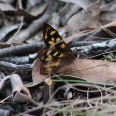 Argynnina cyrila at Mongarlowe, NSW - 19 Oct 2019 03:17 PM