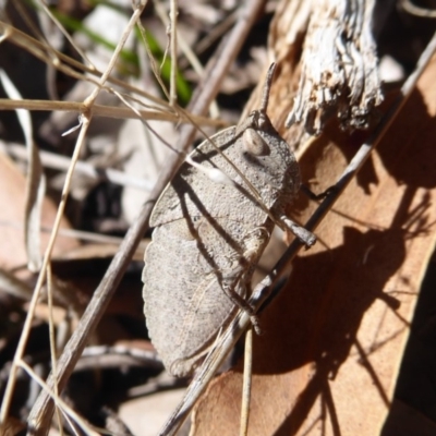 Goniaea australasiae (Gumleaf grasshopper) at Namadgi National Park - 18 Oct 2019 by Christine