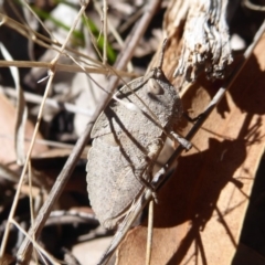 Goniaea australasiae (Gumleaf grasshopper) at Booth, ACT - 18 Oct 2019 by Christine