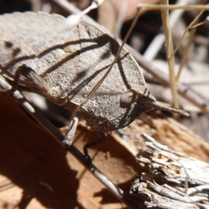 Goniaea australasiae at Booth, ACT - 18 Oct 2019