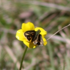 Ocybadistes walkeri (Green Grass-dart) at QPRC LGA - 19 Oct 2019 by LisaH