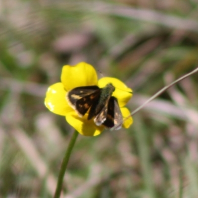 Ocybadistes walkeri (Green Grass-dart) at QPRC LGA - 19 Oct 2019 by LisaH