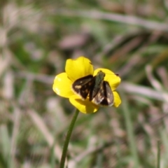 Ocybadistes walkeri at Mongarlowe, NSW - 19 Oct 2019