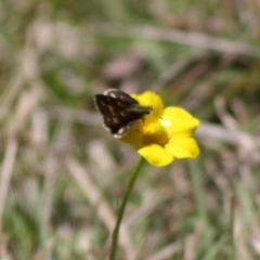 Ocybadistes walkeri at Mongarlowe, NSW - 19 Oct 2019