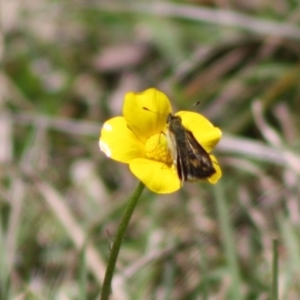 Ocybadistes walkeri at Mongarlowe, NSW - 19 Oct 2019