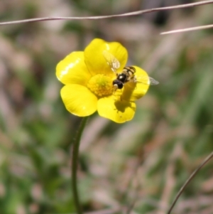 Simosyrphus grandicornis at Mongarlowe, NSW - 19 Oct 2019 01:54 PM