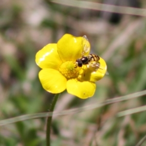 Simosyrphus grandicornis at Mongarlowe, NSW - 19 Oct 2019 01:54 PM