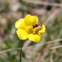 Simosyrphus grandicornis at Mongarlowe, NSW - 19 Oct 2019