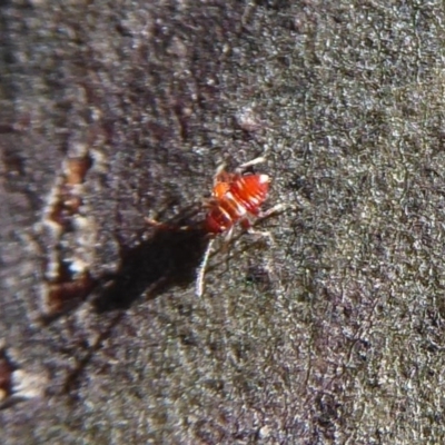 Lygaeidae sp. (family) at Rendezvous Creek, ACT - 18 Oct 2019 by Christine