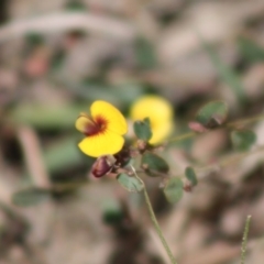 Bossiaea buxifolia (Matted Bossiaea) at Mongarlowe, NSW - 19 Oct 2019 by LisaH