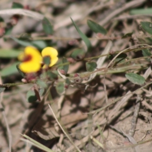 Bossiaea buxifolia at Mongarlowe, NSW - 19 Oct 2019