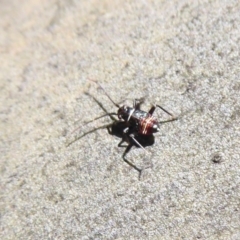 Pentatomidae (family) (Shield or Stink bug) at Namadgi National Park - 18 Oct 2019 by Christine