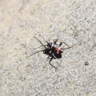 Pentatomidae (family) (Shield or Stink bug) at Rendezvous Creek, ACT - 18 Oct 2019 by Christine