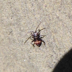 Pentatomidae (family) at Rendezvous Creek, ACT - 18 Oct 2019 02:25 PM