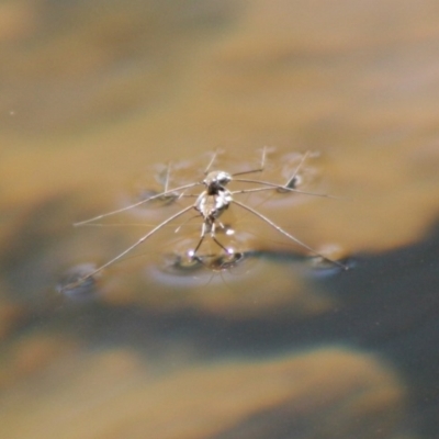 Gerridae sp. (family) (Unidentified water strider) at Charleys Forest, NSW - 19 Oct 2019 by LisaH