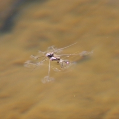 Gerridae (family) at Charleys Forest, NSW - 19 Oct 2019 02:15 PM