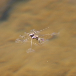 Gerridae (family) at Charleys Forest, NSW - 19 Oct 2019 02:15 PM