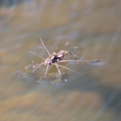 Gerridae (family) at Charleys Forest, NSW - 19 Oct 2019 02:15 PM