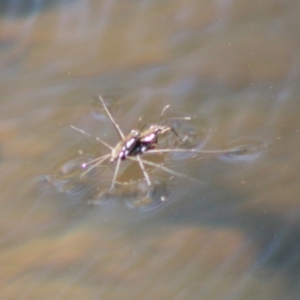 Gerridae (family) at Charleys Forest, NSW - 19 Oct 2019 02:15 PM