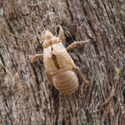 Cyclochila australasiae (Greengrocer, Yellow Monday, Masked devil) at Mongarlowe River - 19 Oct 2019 by LisaH