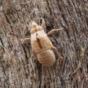 Cyclochila australasiae at Mongarlowe, NSW - 19 Oct 2019