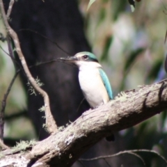 Todiramphus sanctus (Sacred Kingfisher) at Mongarlowe, NSW - 19 Oct 2019 by LisaH