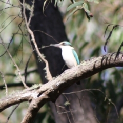 Todiramphus sanctus at Mongarlowe, NSW - 19 Oct 2019