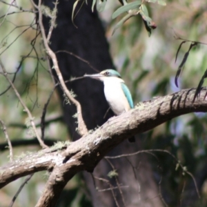 Todiramphus sanctus at Mongarlowe, NSW - 19 Oct 2019 05:53 PM