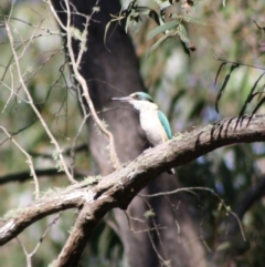 Todiramphus sanctus at Mongarlowe, NSW - 19 Oct 2019 05:53 PM