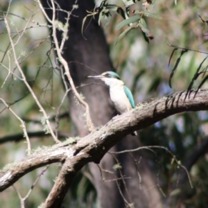 Todiramphus sanctus at Mongarlowe, NSW - 19 Oct 2019 05:53 PM