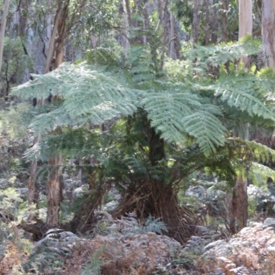 Dicksonia antarctica (Soft Treefern) at Mongarlowe River - 19 Oct 2019 by LisaH