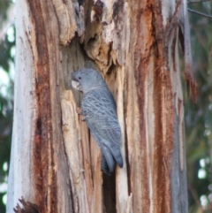 Callocephalon fimbriatum (Gang-gang Cockatoo) at Red Hill to Yarralumla Creek - 19 Oct 2019 by LisaH