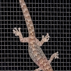 Christinus marmoratus (Southern Marbled Gecko) at Kambah, ACT - 18 Oct 2019 by Marthijn