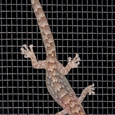 Christinus marmoratus (Southern Marbled Gecko) at Kambah, ACT - 19 Oct 2019 by Marthijn