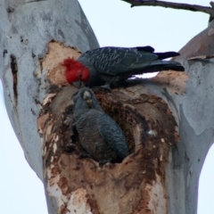 Callocephalon fimbriatum (Gang-gang Cockatoo) at Red Hill to Yarralumla Creek - 19 Oct 2019 by LisaH