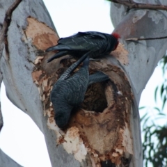 Callocephalon fimbriatum at Hughes, ACT - 19 Oct 2019