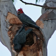 Callocephalon fimbriatum at Hughes, ACT - 19 Oct 2019